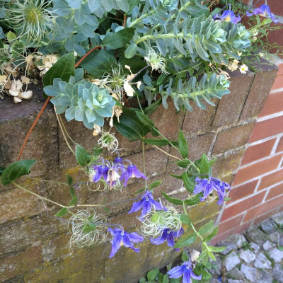 Euphorbia myrs. u. Clematis integrif, (4).JPG