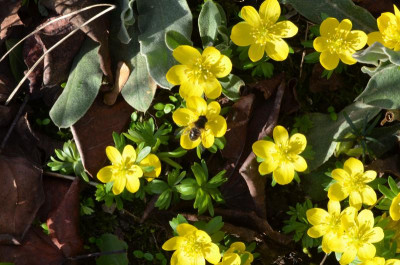 Eranthis.22-5.jpg