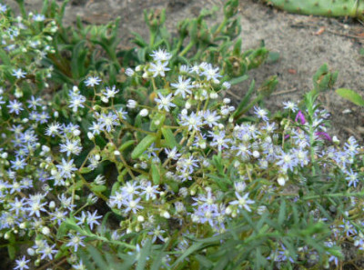 Sedum_caeruleum.jpg