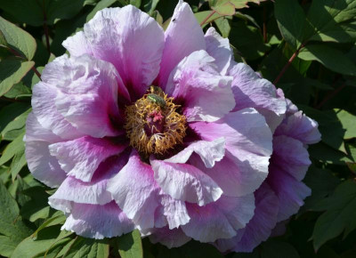 Paeonia-Eltern.20-2.jpg