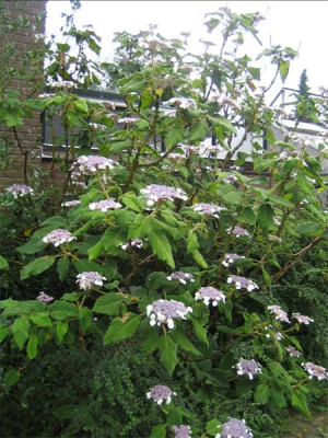 Hydrangea_aspera08.jpg