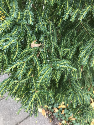 Taxus bacc. ´Adpressa´ (3).JPG