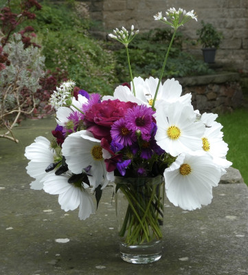 cosmea.jpg