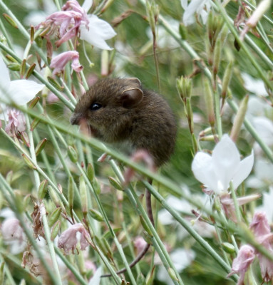 gaura.jpg