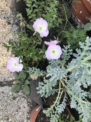 IMG_2058.jpeg