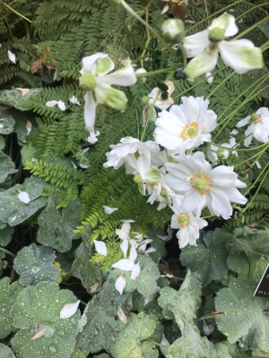 IMG_2059.jpeg