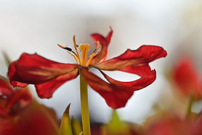 Tulpe-Jan1524_033-a.jpg