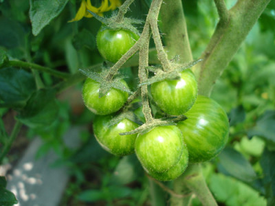 bl.zebracherry.jpg