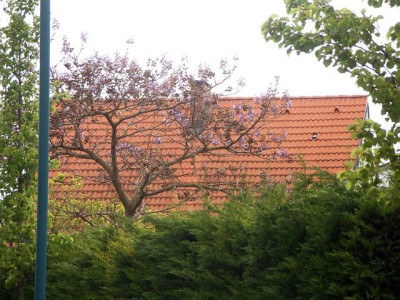 paulownia_im_ort.jpg