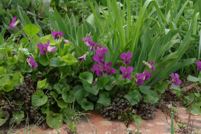 Viola.23-1.jpg
