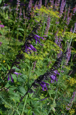 Salvia-Amistad.18-2.jpg