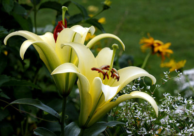 St_Li_gelbaufrecht08078.jpg