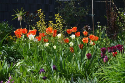 Tulpen.22-1.jpg