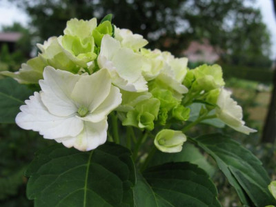 H_macr_MmeEmileMoulliereIMG_0971_640x480.JPG