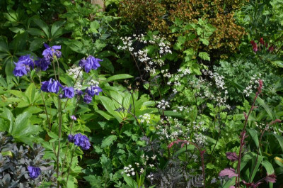 Anthriscus_sylvestris-Ravenswing.22-1.jpg