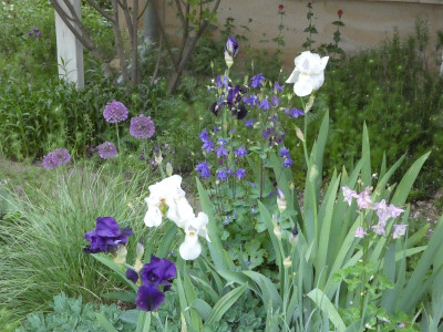 iris.jpg
