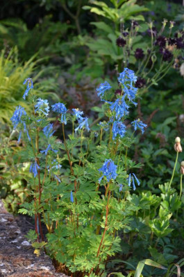 Corydalys_elataxflexuosa-TypStaudenfan.21-2.jpg