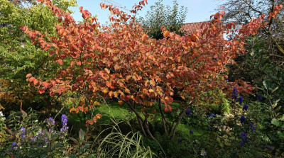 Hamamelis.JPG