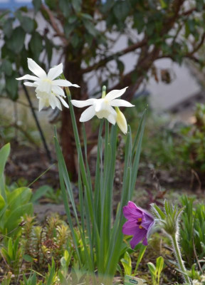 Narcissus_triandrus-Thalia.19-1.jpg