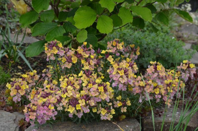 Erysimum_alpinum-Moonlight.15-1.jpg