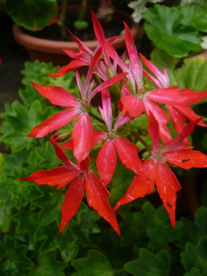 Pel-Vectis-Glitter-rot-.jpg