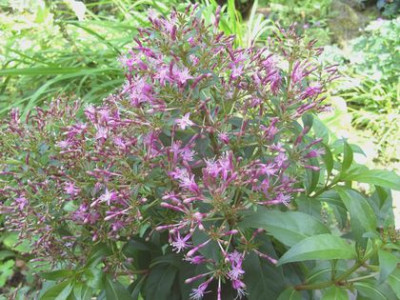 Fuchsia_arborea_fars_2008.jpg