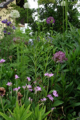 Allium.23-1.jpg