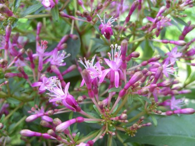 Fuchsia_arborea_2_fars_2008.jpg