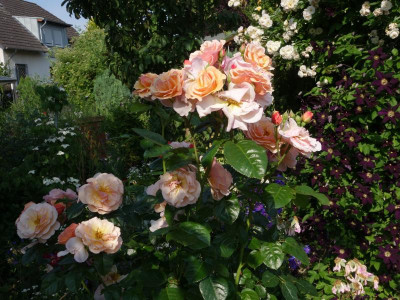 Rose-ScentedWhisper.23-6.jpg
