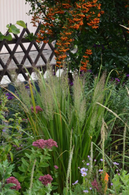 Calamagrostis_brachytricha.22-1.jpg