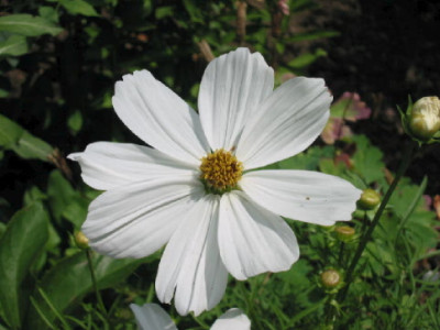 Cosmos_weiss_Juli_08.jpg