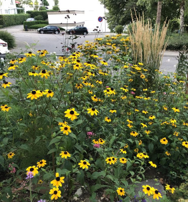 IMG_2292.jpeg
