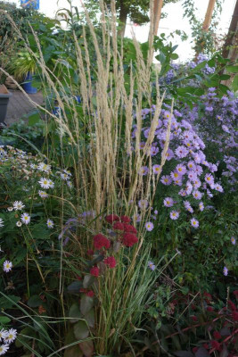 Calamagrostis-Overdam.23-1.jpg