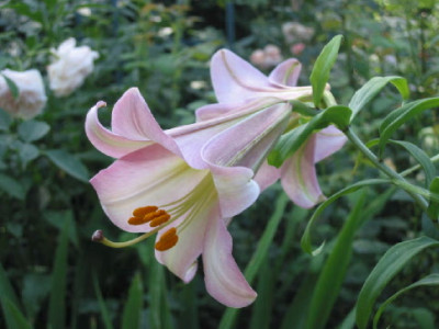 Lilie_Pink_Perfecion_6_08.jpg