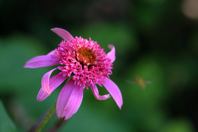 Echin.-Pink-Double-Delight.jpg