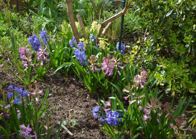 Hyacinthus.17-1.jpg