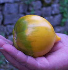 tomate_gelb_2.jpg