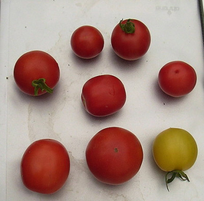 Tomatensorten.JPG