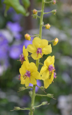 Verbascum_nigrum.21-2.jpg