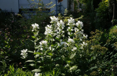 Campanula_latifolia_macrantha-Alba.23-3.jpg