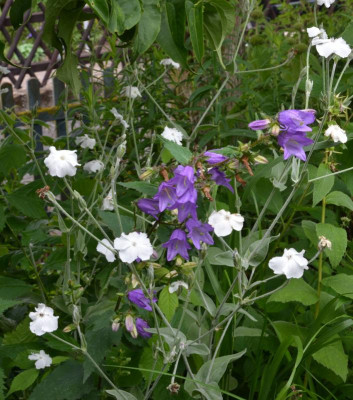 Campanula_grossekii.21-1.jpg