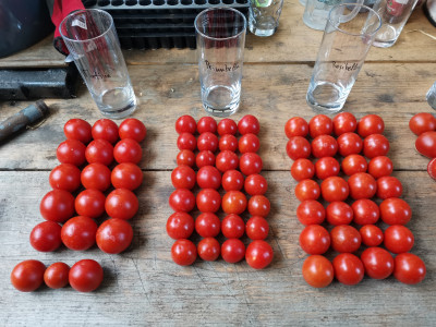 Tomaten MaPriRe.jpeg