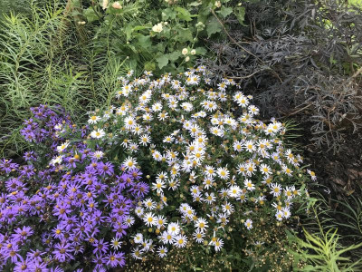 IMG_2093.jpeg