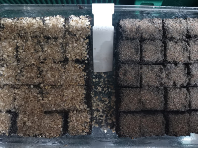 Sellerie Sand Vermiculite.jpeg