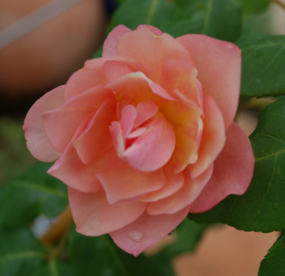 Desprez_a_fleurs_jaune_0010__T2_30528.jpg