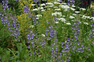 Salvia_nemerosa-Madeline.22-3.jpg