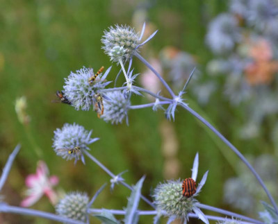 Insekten-Allerlei.19-1.jpg