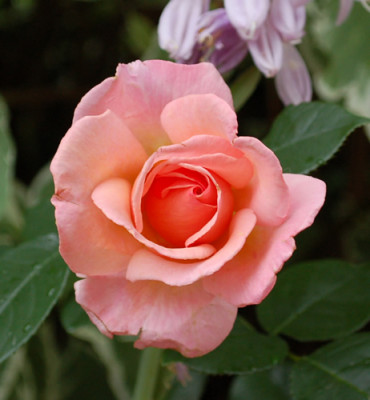 Compassion_0010__S3_30532.jpg