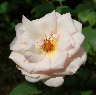 Ophelia_0010__S3_30507.jpg