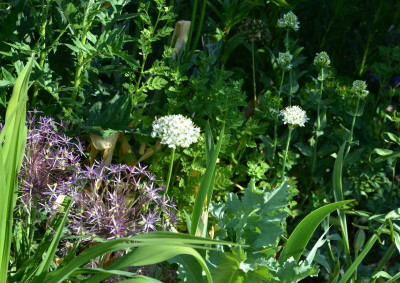 Allium.20-3.jpg